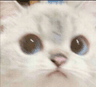 Gato_pistola