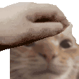 Gatolouco