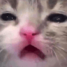 kittycatsob