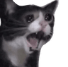 kittycatscreamcry
