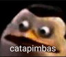 meme_catapimbas