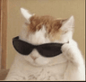 cat_gatinhobrabo