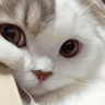 cat_roi