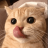 cat_stltatliskedi