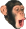 pogchimp