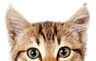 cat_PNG50485