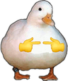 pls_duck