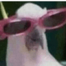 birdglases