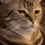 FTGPcatBruh