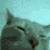 FTGPCatRave