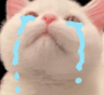 catCry
