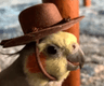 birbhat