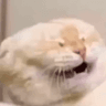 FTGPcatface