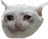 SadCat