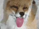 foxlick
