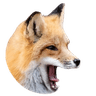 foxpog
