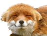 foxuwu