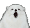 awoooo