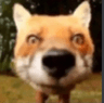 FoxLookin