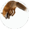 FoxInTheWash
