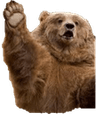 bear