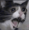 sad_cat_scream