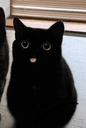catcoins