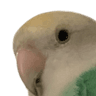 Birb_what_butters