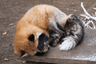 shyfox