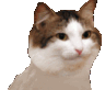 CatBlob