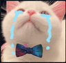 Cryingcat