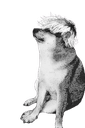 whatthedogdoin