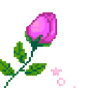 pinkrose