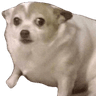 concerndoggo