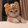 cutecat