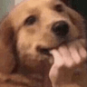 8773dogfingerbite