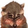 6594raccoonblush