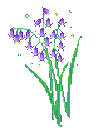 3249purpleflowerplant