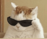 SwagCat4