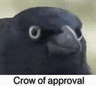 crowofapproval