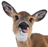 deerblep