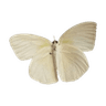 1_butterfly