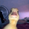 Duck_Stare