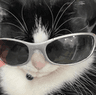 catwithsunglasses