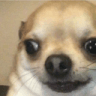 Doge_Shocked