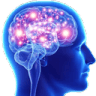 brain