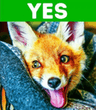 fox_yes