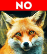 foxno