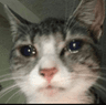 skepticalcatcrying