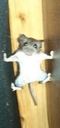 images4